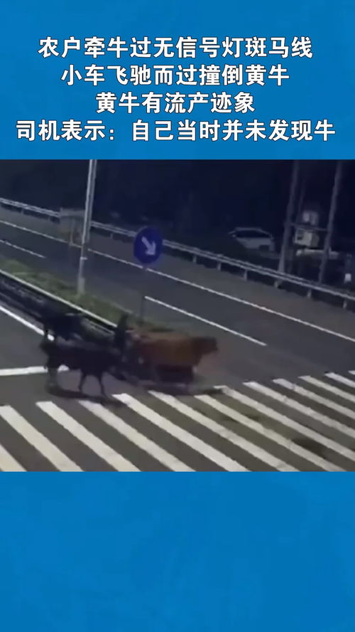 農(nóng)戶牽牛過無信號燈斑馬線,小車飛馳而過撞倒黃牛,黃牛有流產(chǎn)跡象,司機表示 自己當時并未發(fā)現(xiàn)牛 交通安全 經(jīng)紀人小薇